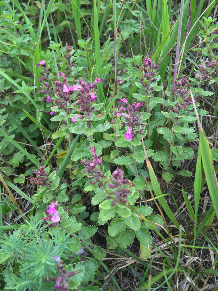 Wall germander (Teucrium chamaedrys)