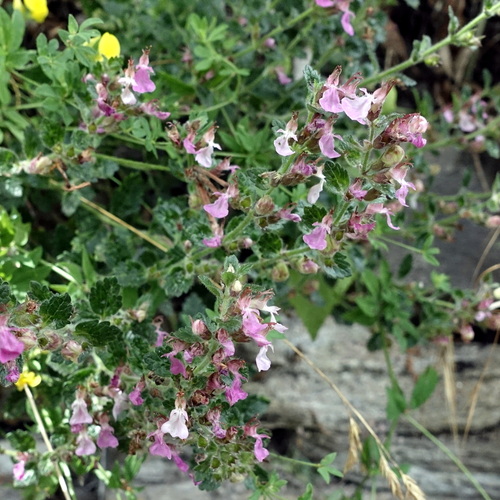 Wall germander (Teucrium chamaedrys)