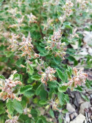 Wall germander (Teucrium chamaedrys)