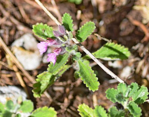 Wall germander (Teucrium chamaedrys)