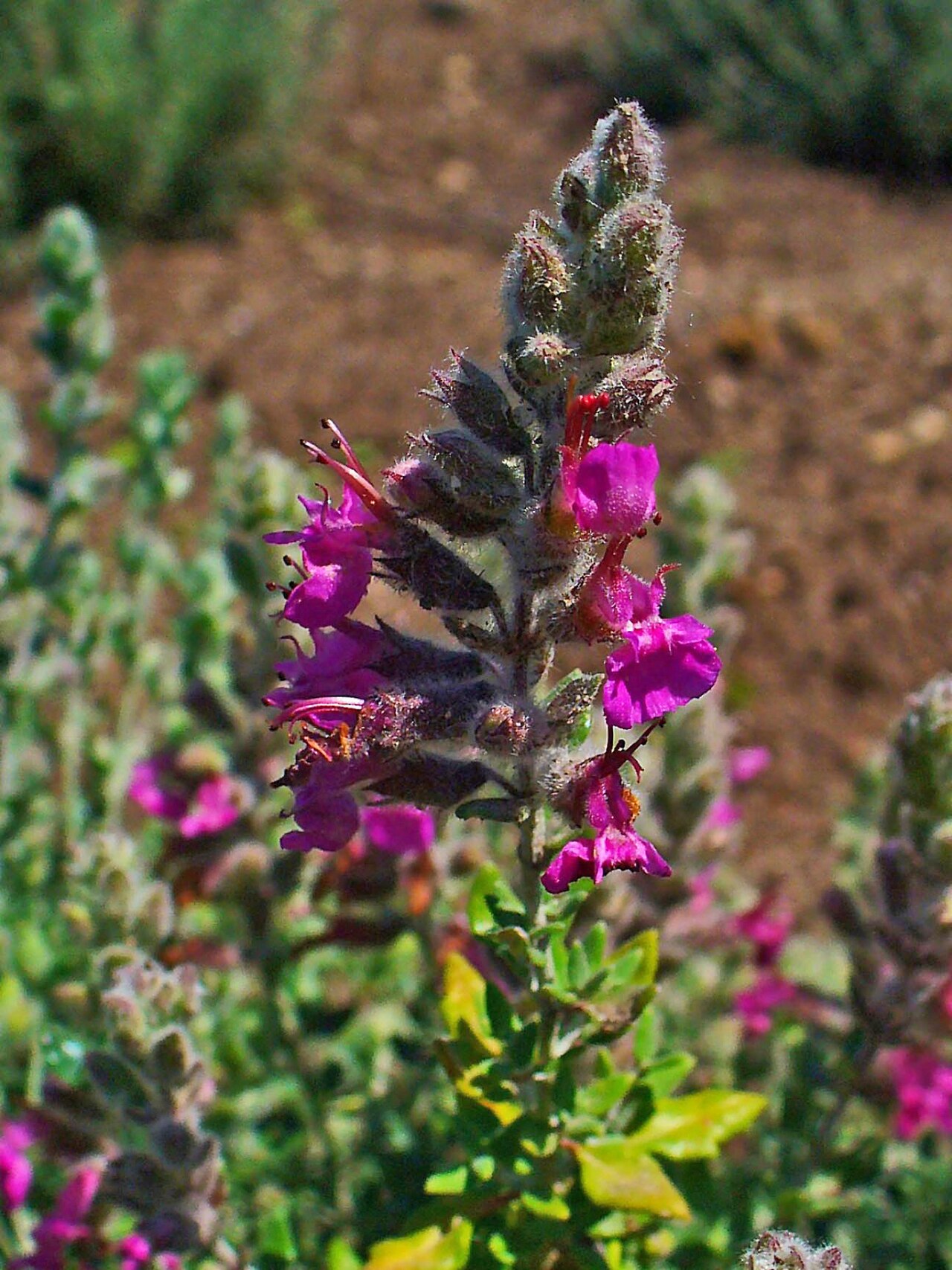 Teucrium marum: Teucrium marum , Lamiaceae, Cat Thyme, inflorescence.
