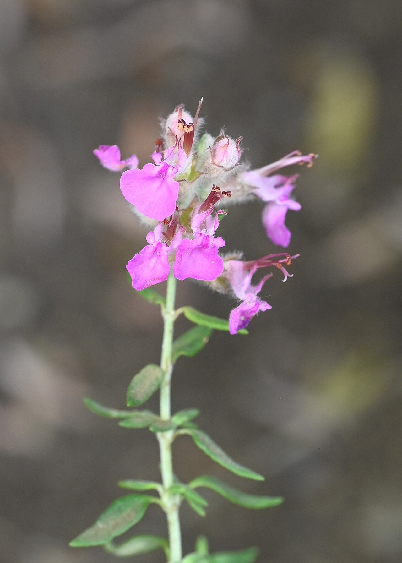 Teucrium marum: Teucrium marum subsp. marum in the Botanischer Garten, Berlin-Dahlem