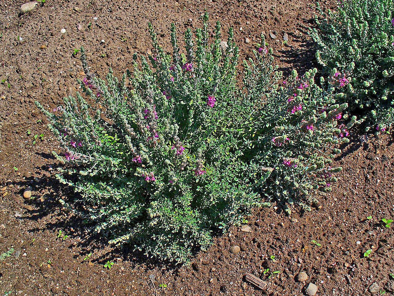 Teucrium marum: Teucrium marum , Lamiaceae, Cat Thyme, habitus.