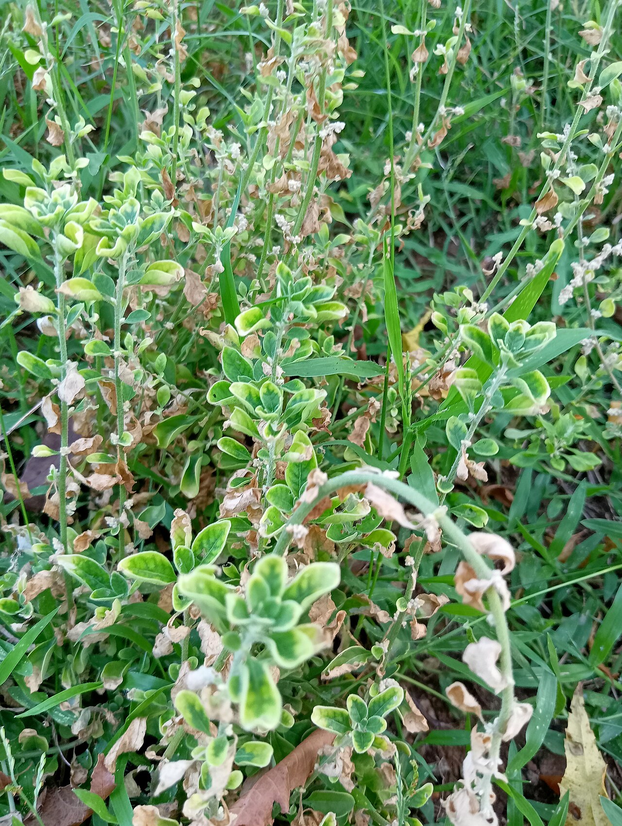 Teucrium marum: Teucrium