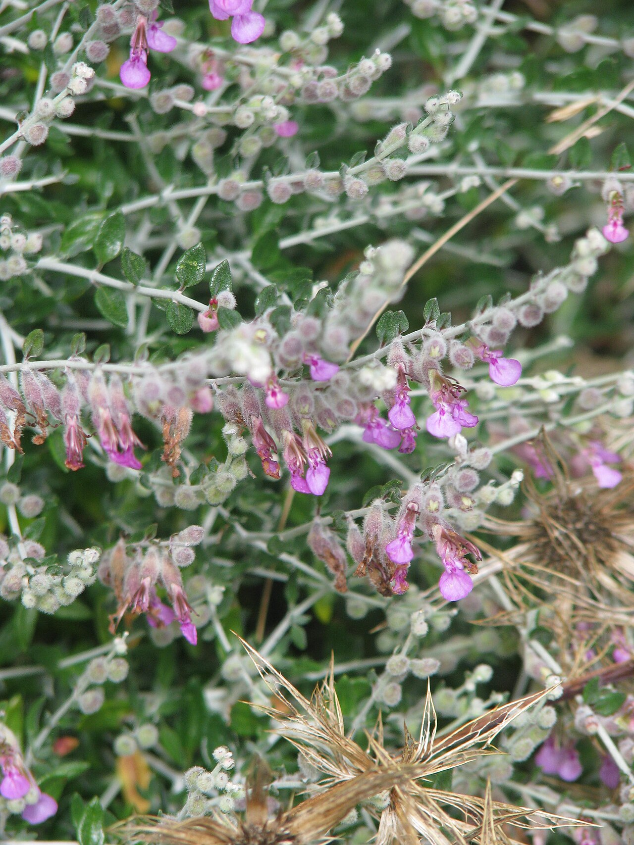 Teucrium marum: Teucrium marum