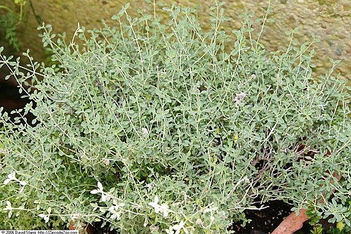 Teucrium marum: Location taken: United States Botanic Garden. Names: Teucrium marum L., Amberkruid, Cat thyme, Cat Thyme Germander, Dərman məryəmnoxudu, Eixorba rates blan Clas