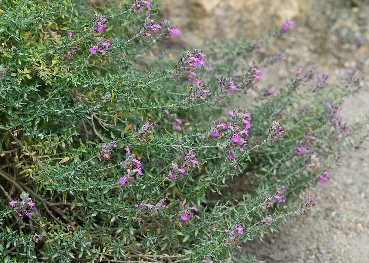 Teucrium marum: Teucrium marum subsp. marum in the Botanischer Garten, Berlin-Dahlem