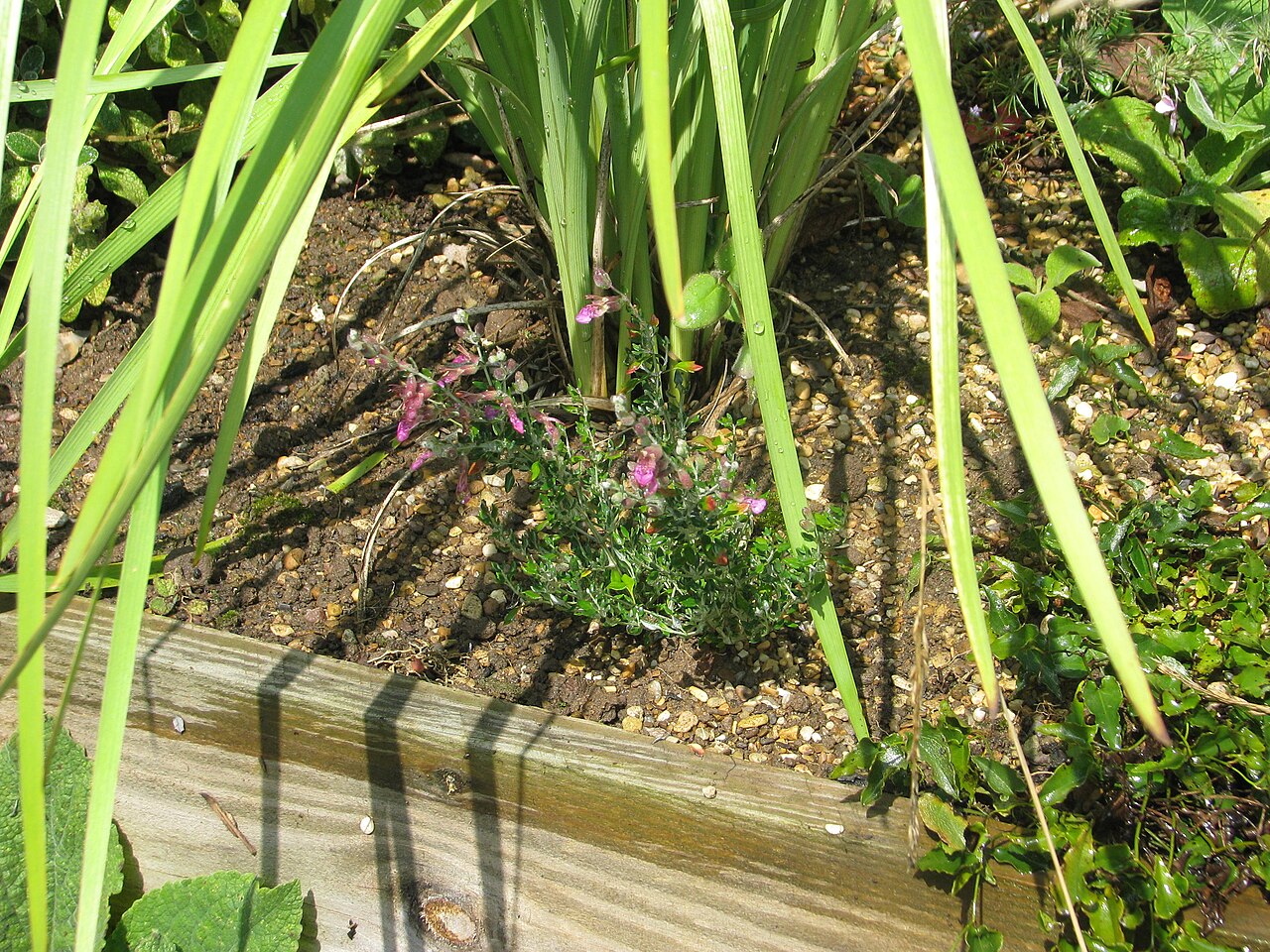 Teucrium marum: A very pretty little shrub, but not a great picture. It'll have to do for now.