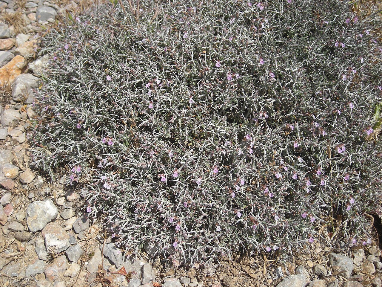 Teucrium marum: Coixinet de monja ( Teucrium marum ). Puig Major, Mallorca.