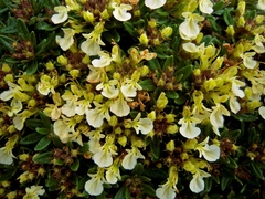 Mountain germander (Teucrium montanum)