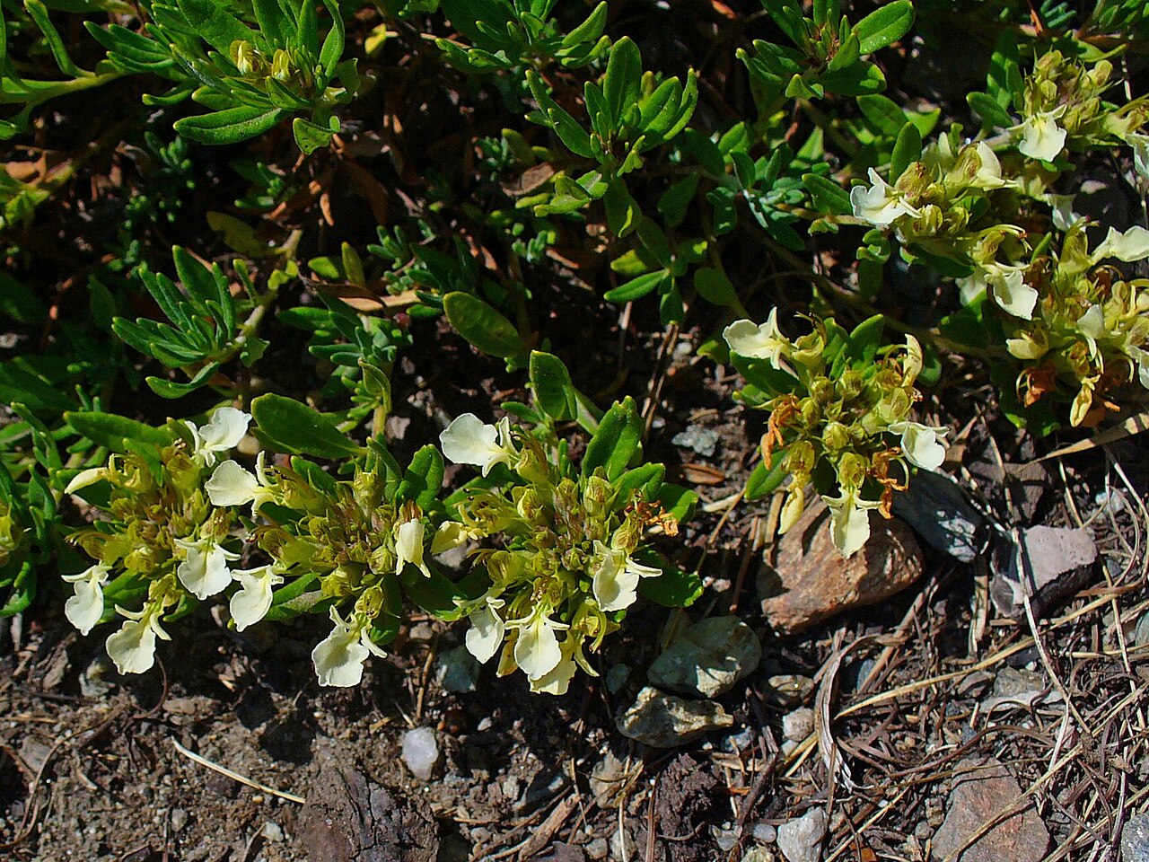Mountain germander: Teucrium montanum , Lamiaceae, Mountain Germander, flowers; Heidi’s Flower Trail, St. Moritz, Engadin, Switzerland, altidude ca. 2.000 m.
