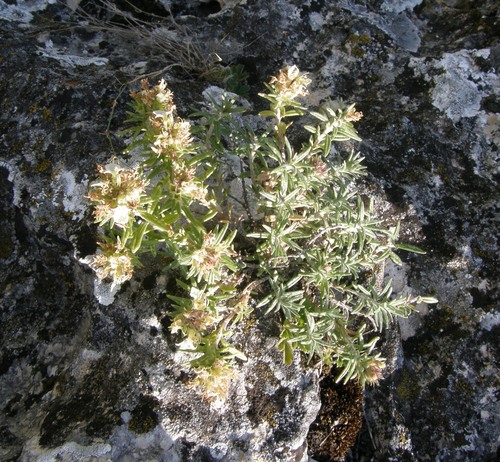 Mountain germander (Teucrium montanum)