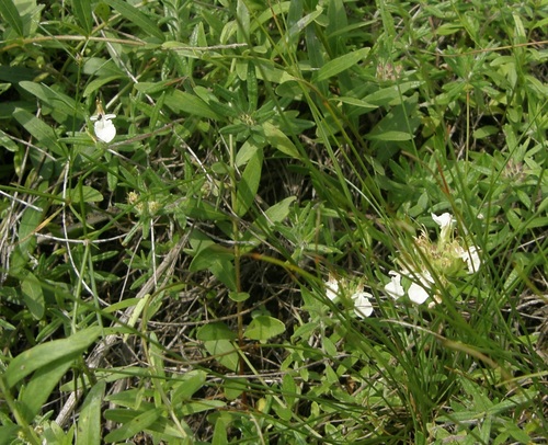 Mountain germander (Teucrium montanum)