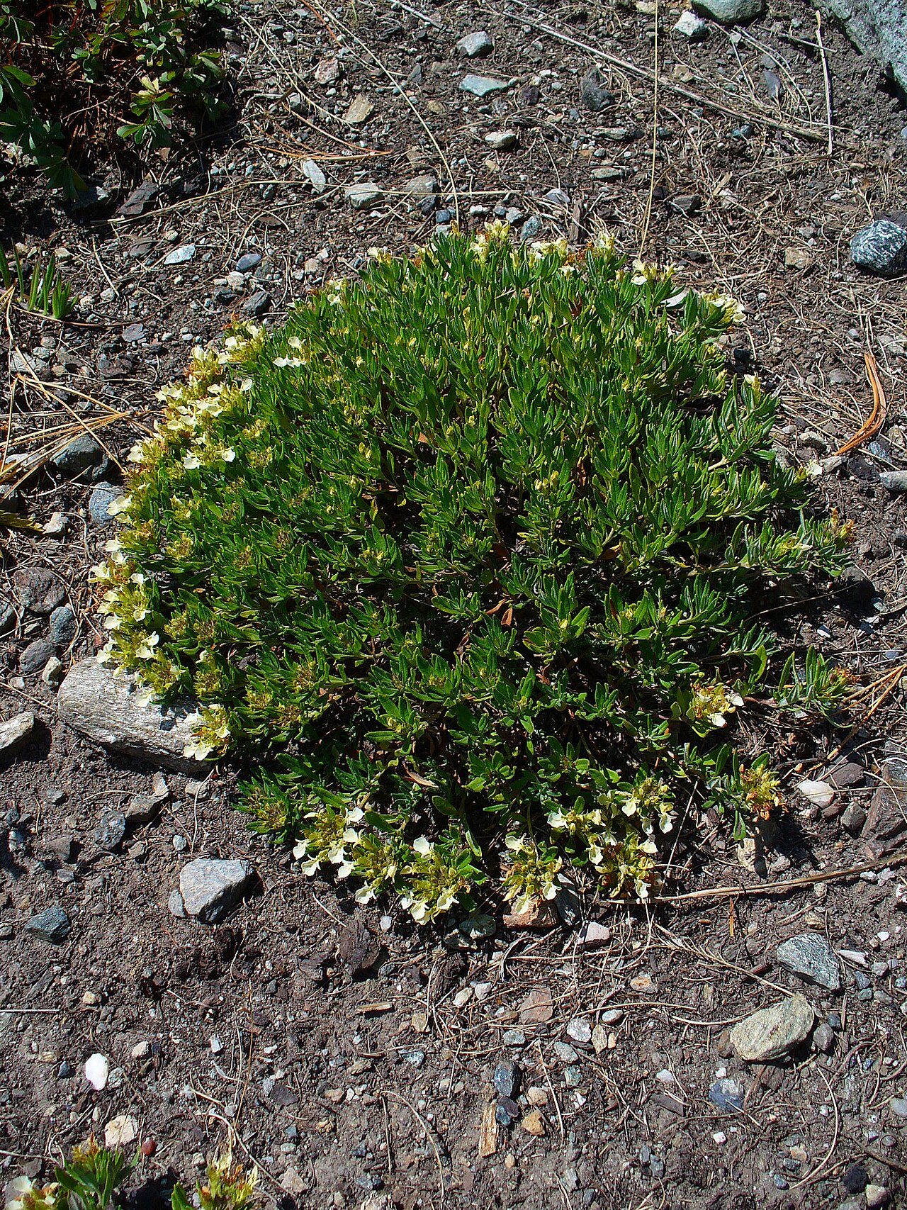 Mountain germander: Teucrium montanum , Lamiaceae, Mountain Germander, habitus; Heidi’s Flower Trail, St. Moritz, Engadin, Switzerland, altidude ca. 2.000 m.