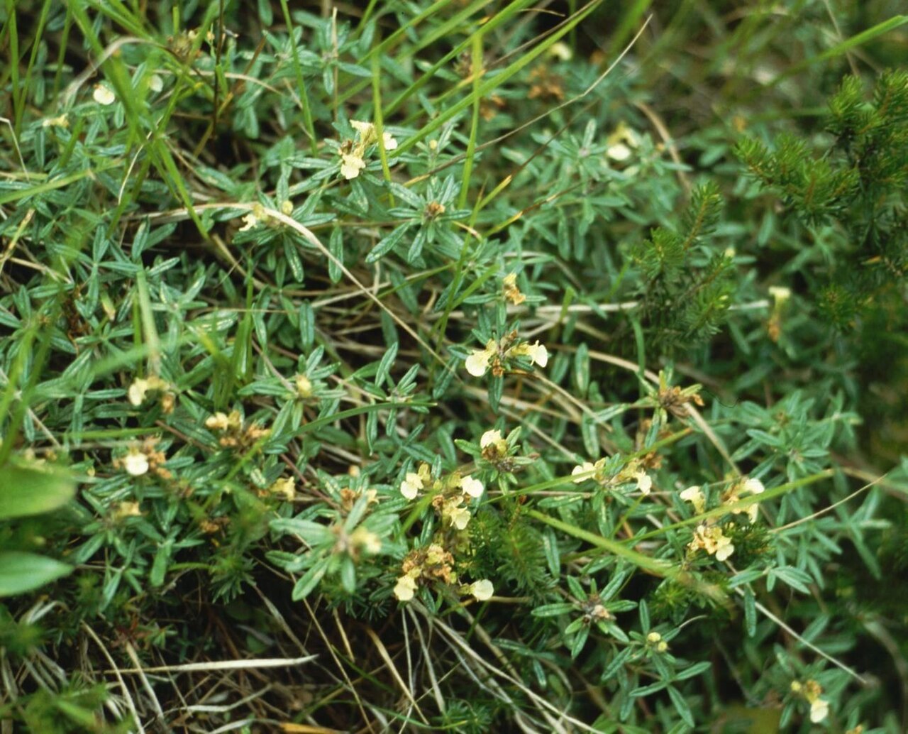 Mountain germander: Berg-Gamander ( Teucrium montanum ), Lippenblütler (Lamiaceae) - Österreich/Austria/Autriche: Tirol, Fernpass, Fernstein