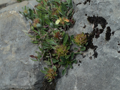 Mountain germander (Teucrium montanum)