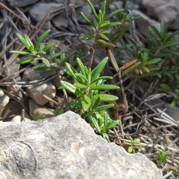 Mountain germander (Teucrium montanum)