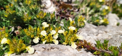 Mountain germander (Teucrium montanum)