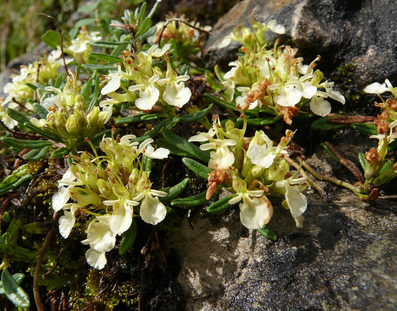 Mountain germander: Teucrium montanum , Allgäuer Alpen, Germany