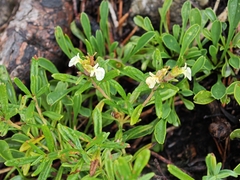 Mountain germander (Teucrium montanum)