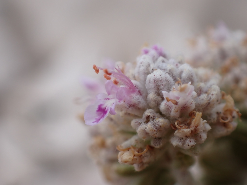Teucrium polium (Teucrium polium)