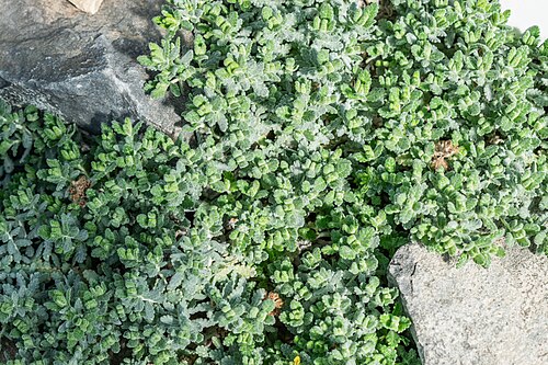 Teucrium polium: Teucrium polium in Neuer Botanischer Garten der Universität of Göttingen, Lower Saxony, Germany