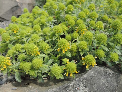 Teucrium polium: Teucrium polium in Neuer Botanischer Garten der Universität Göttingen