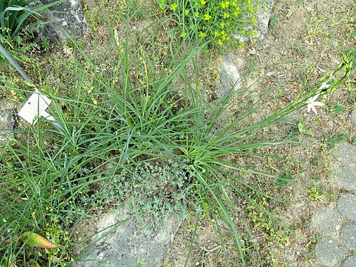 Teucrium polium: Teucrium polium specimen in the Botanischer Garten Freiburg, Freiburg im Breisgau, Baden-Württemberg, Germany.