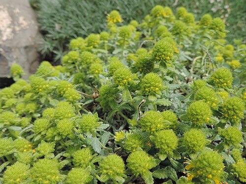 Teucrium polium: Teucrium polium in Neuer Botanischer Garten der Universität Göttingen