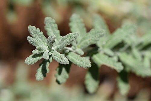 Teucrium polium: Teucrium polium in botanical garden in Poznań