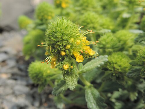 Teucrium polium: Teucrium polium in Neuer Botanischer Garten der Universität Göttingen