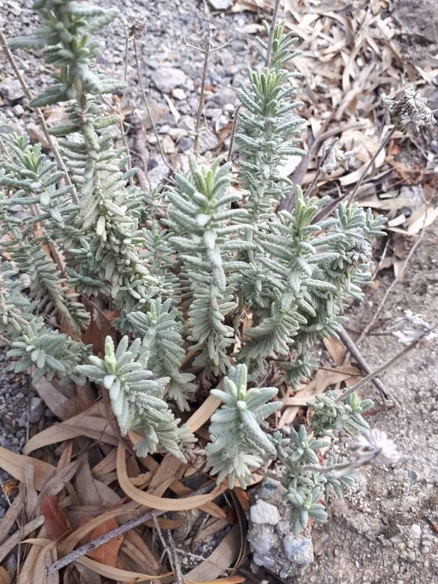 Teucrium polium: Comments from the community: 'It is used in herb tea, has a great flavor. It is also said to help with diabetes.'