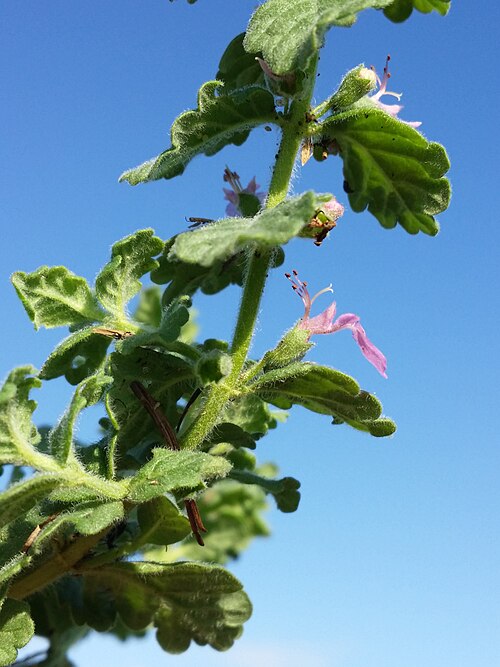 Water germander: Inflorescence Taxonym: Teucrium scordium ss Fischer et al. EfÖLS 2008 ISBN 978-3-85474-187-9 Location: SE shore of Jezero Ponikve, community Lakmartin, Krk, Cou