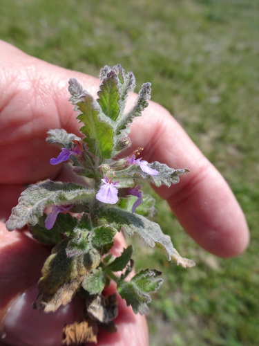 Water germander (Teucrium scordium)