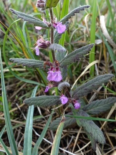 Water germander (Teucrium scordium)