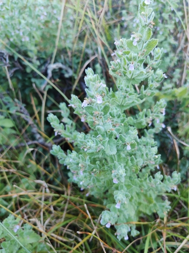 Water germander (Teucrium scordium)