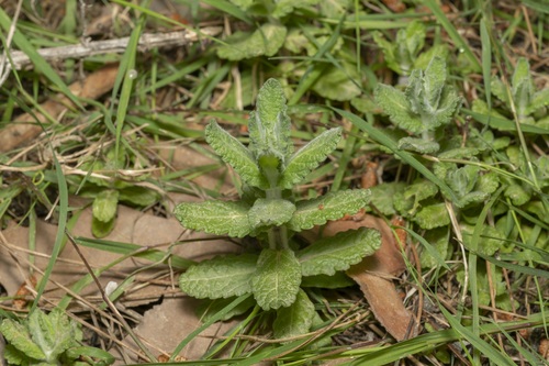 Water germander (Teucrium scordium)