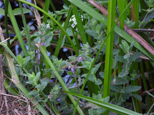 Water germander (Teucrium scordium)