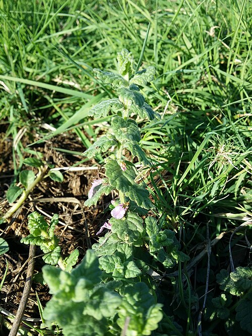 Water germander: Habitus Taxonym: Teucrium scordium ss Fischer et al. EfÖLS 2008 ISBN 978-3-85474-187-9 Location: SE shore of Jezero Ponikve, community Lakmartin, Krk, County Pr