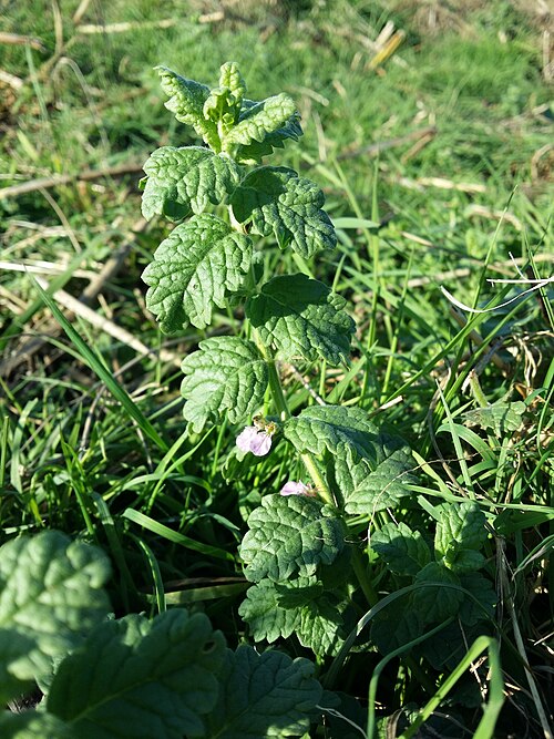 Water germander: Habitus Taxonym: Teucrium scordium ss Fischer et al. EfÖLS 2008 ISBN 978-3-85474-187-9 Location: SE shore of Jezero Ponikve, community Lakmartin, Krk, County Pr