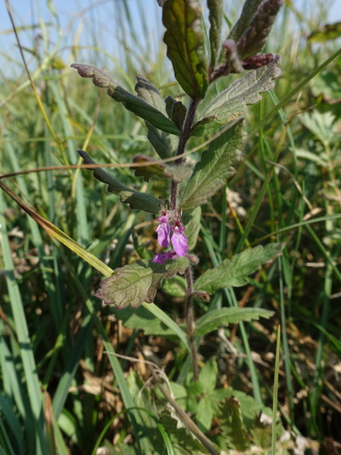Water germander (Teucrium scordium)