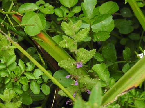 Water germander (Teucrium scordium)