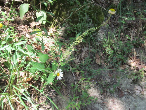 Woodland germander (Teucrium scorodonia)