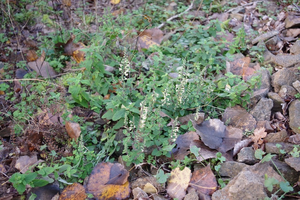 Woodland germander (Teucrium scorodonia)