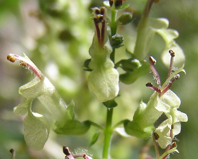 Woodland germander: Teucrium scorodonia an einer sonnigen Waldstelle im Ahrtal