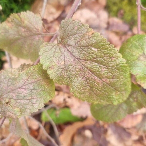 Woodland germander (Teucrium scorodonia)