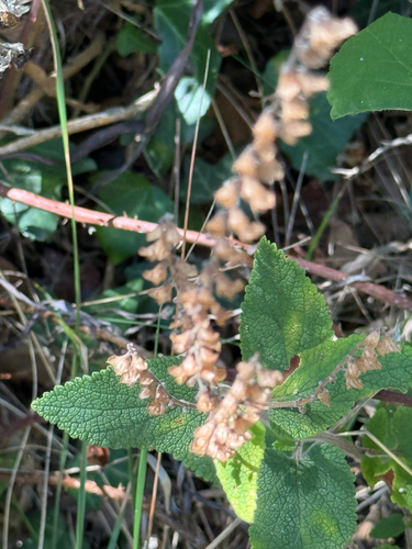 Woodland germander (Teucrium scorodonia)