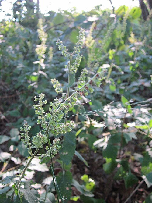 Woodland germander: Salbei-Gamander (Teucrium scorodonia) in der Schwetzinger Hardt