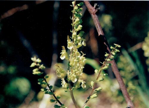Woodland germander (Teucrium scorodonia)