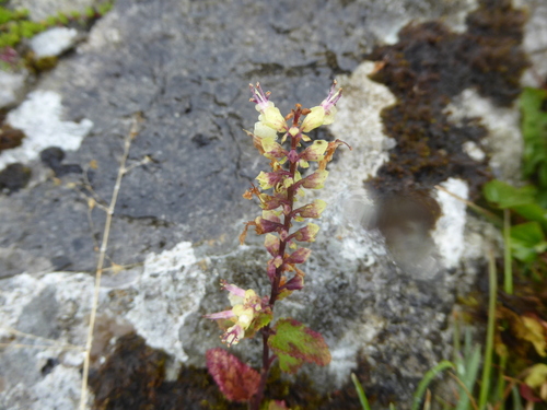 Woodland germander (Teucrium scorodonia)